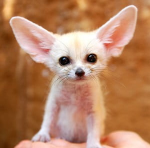 Fennec-foxes-3